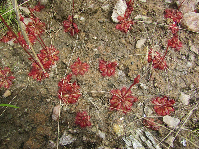 tipos-de-plantas-carnívoras-drosera-montana