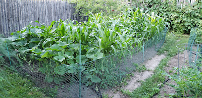 corn, pumpkins, squash