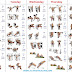 The Perfect Beginner's Bodybuilding Program