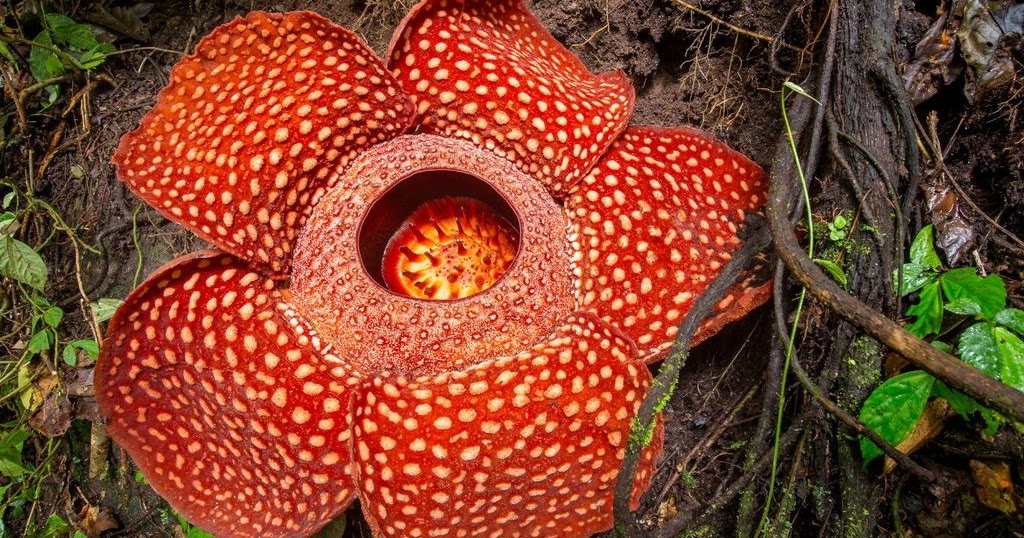 gambar mewarnai bunga rafflesia 