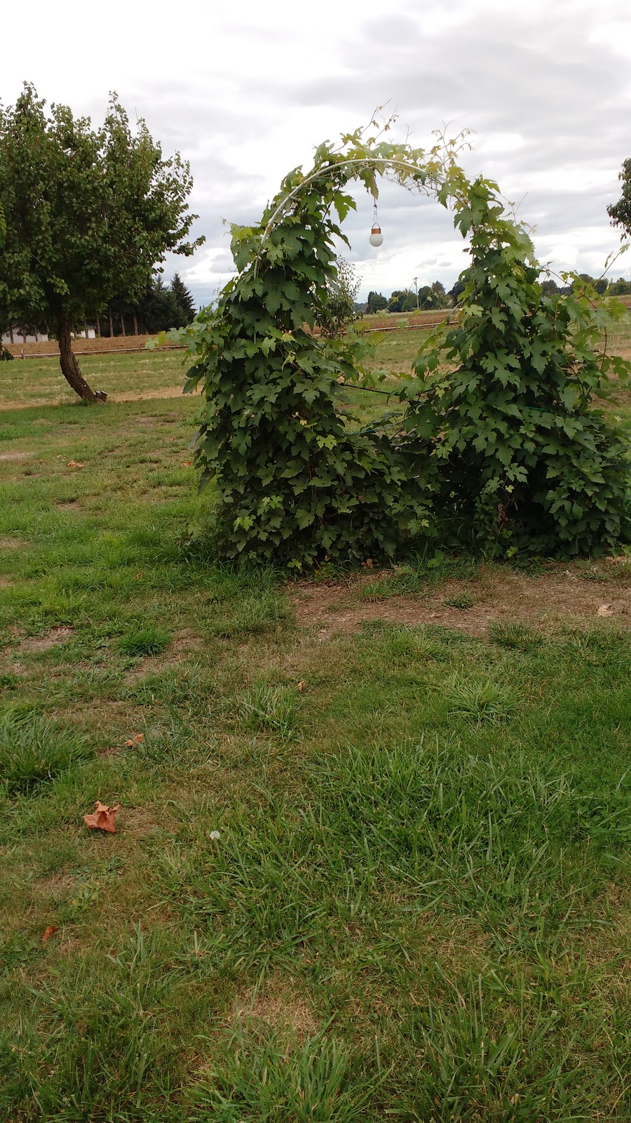 Home Living The Vinedresser