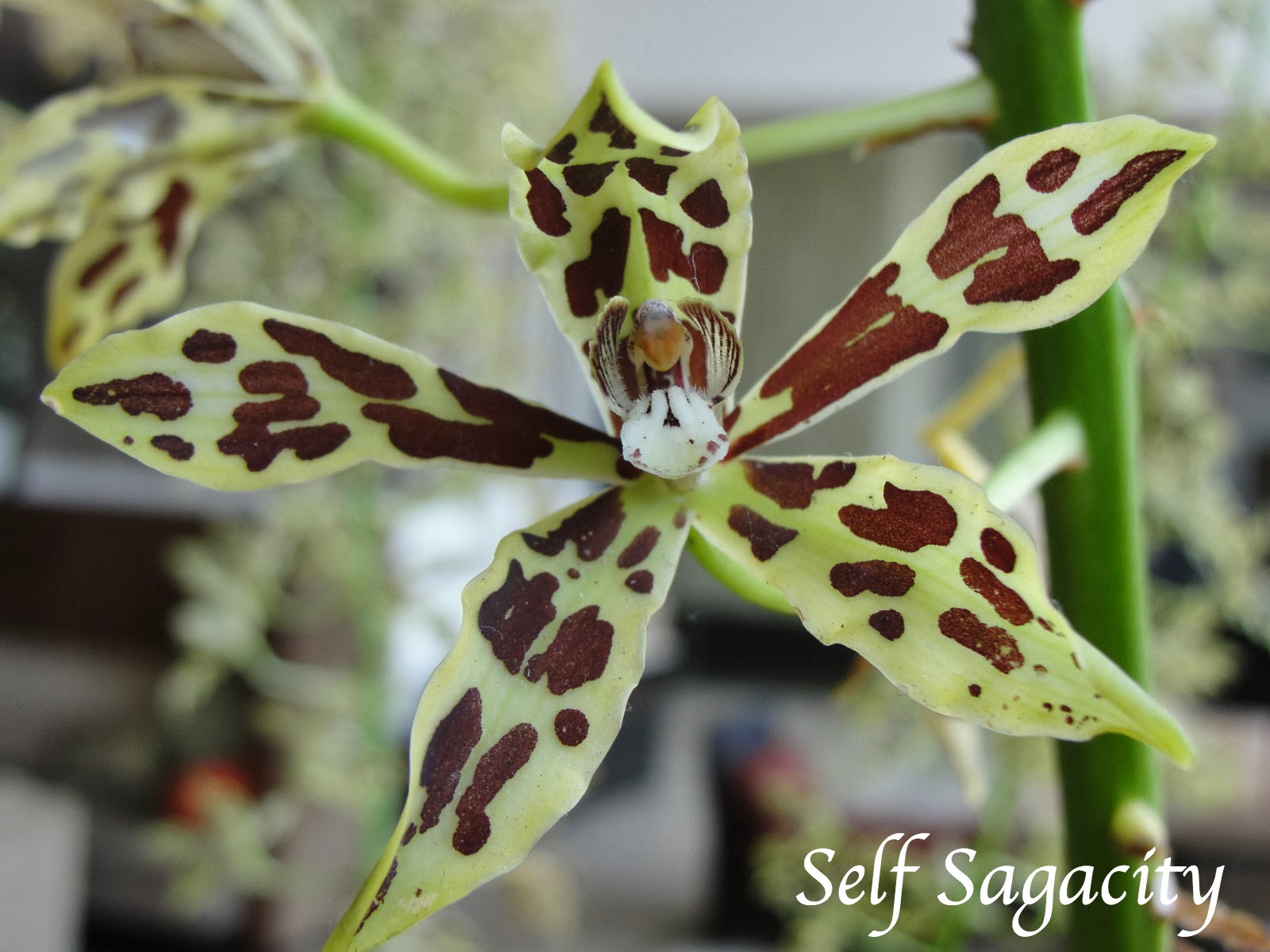 Oncidium Orchids Tips How to Grow & Care Thursday Two Questions #162 ...