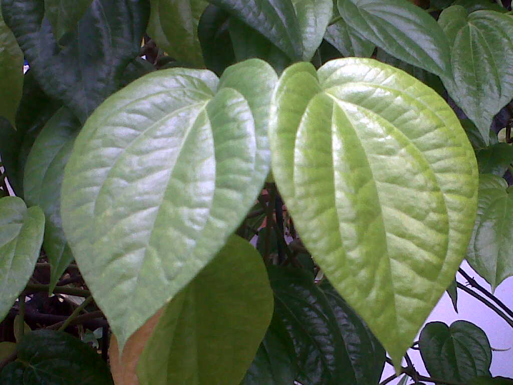 anatoemon: Daun Sirih