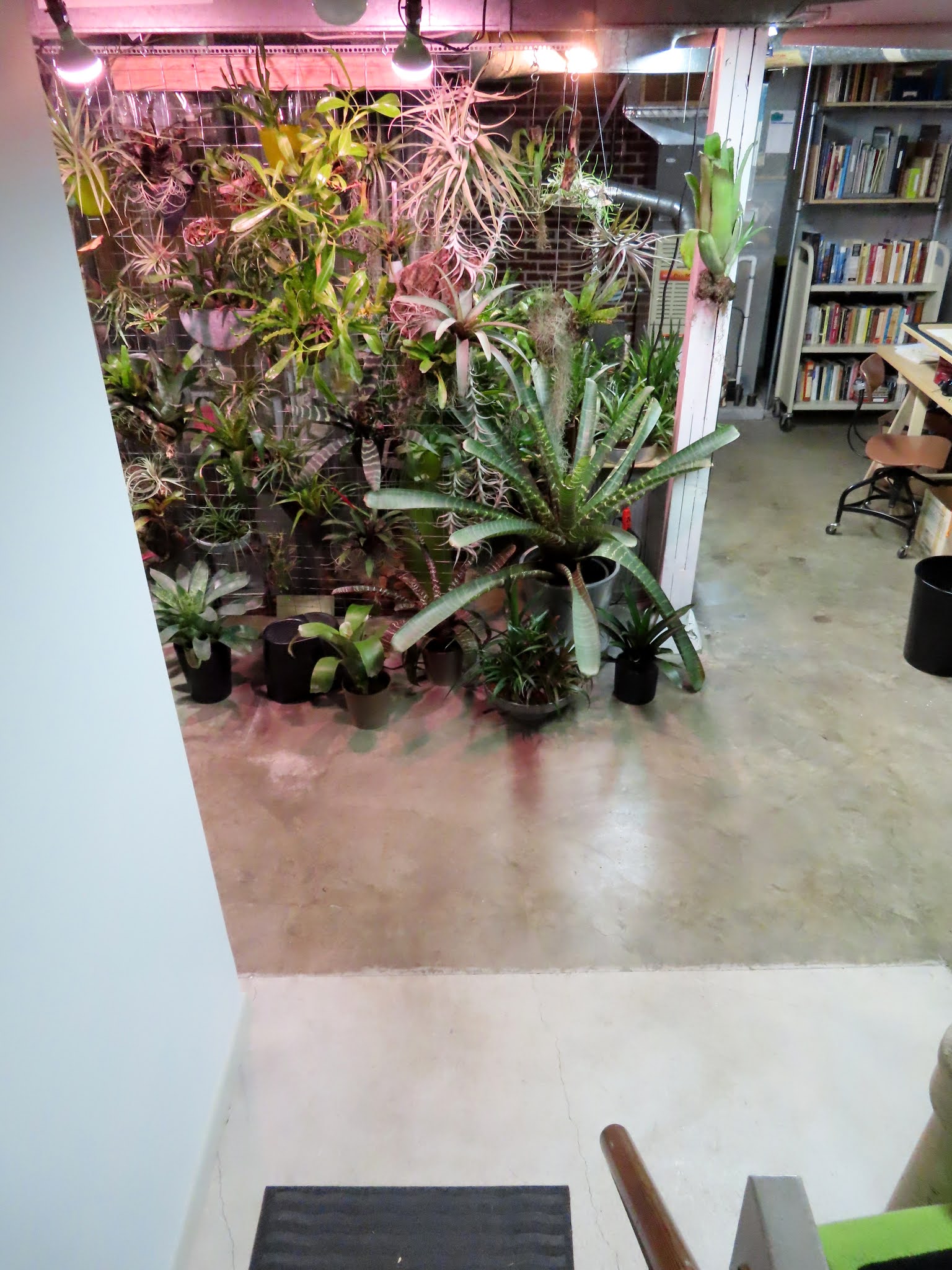 Plants In Basement 20 Indoor Plants That Thrive On Low Light / Check