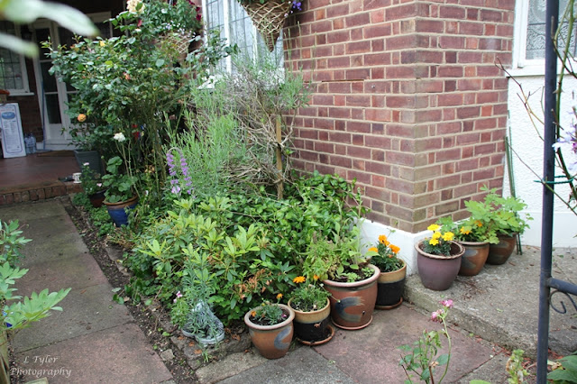 The Balancing Kiwi: Sunday Gardening