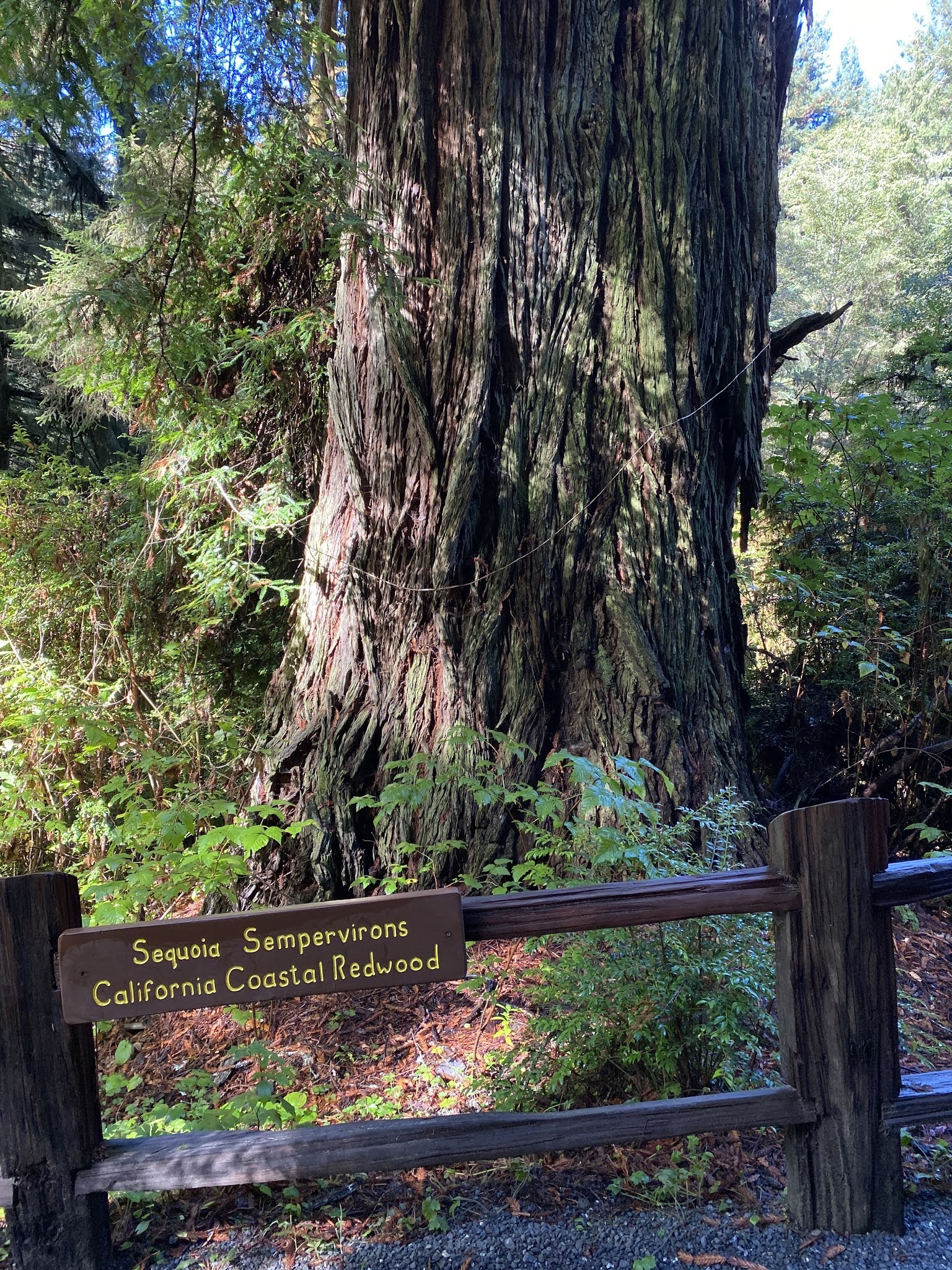 Trees of Mystery; a US Route 101 Landmark