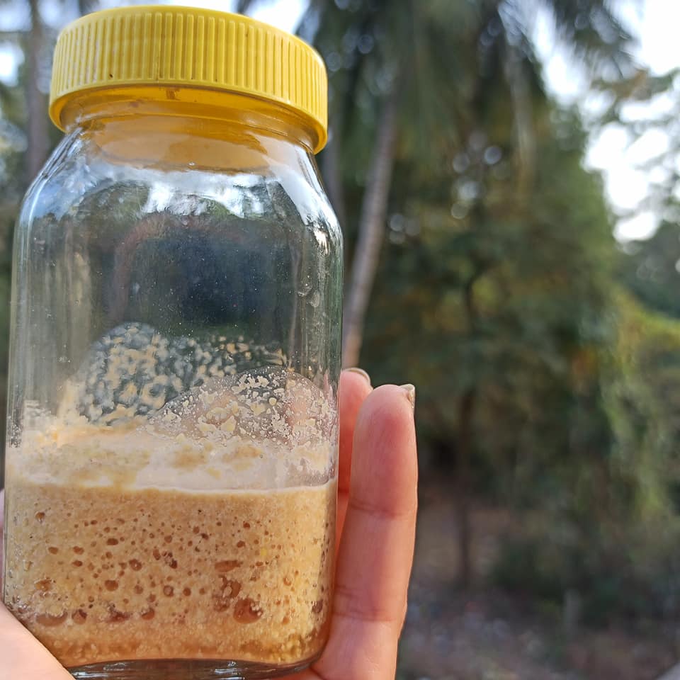 How to make Lacto Fermented Yellow Mustard Recipe in India Natural