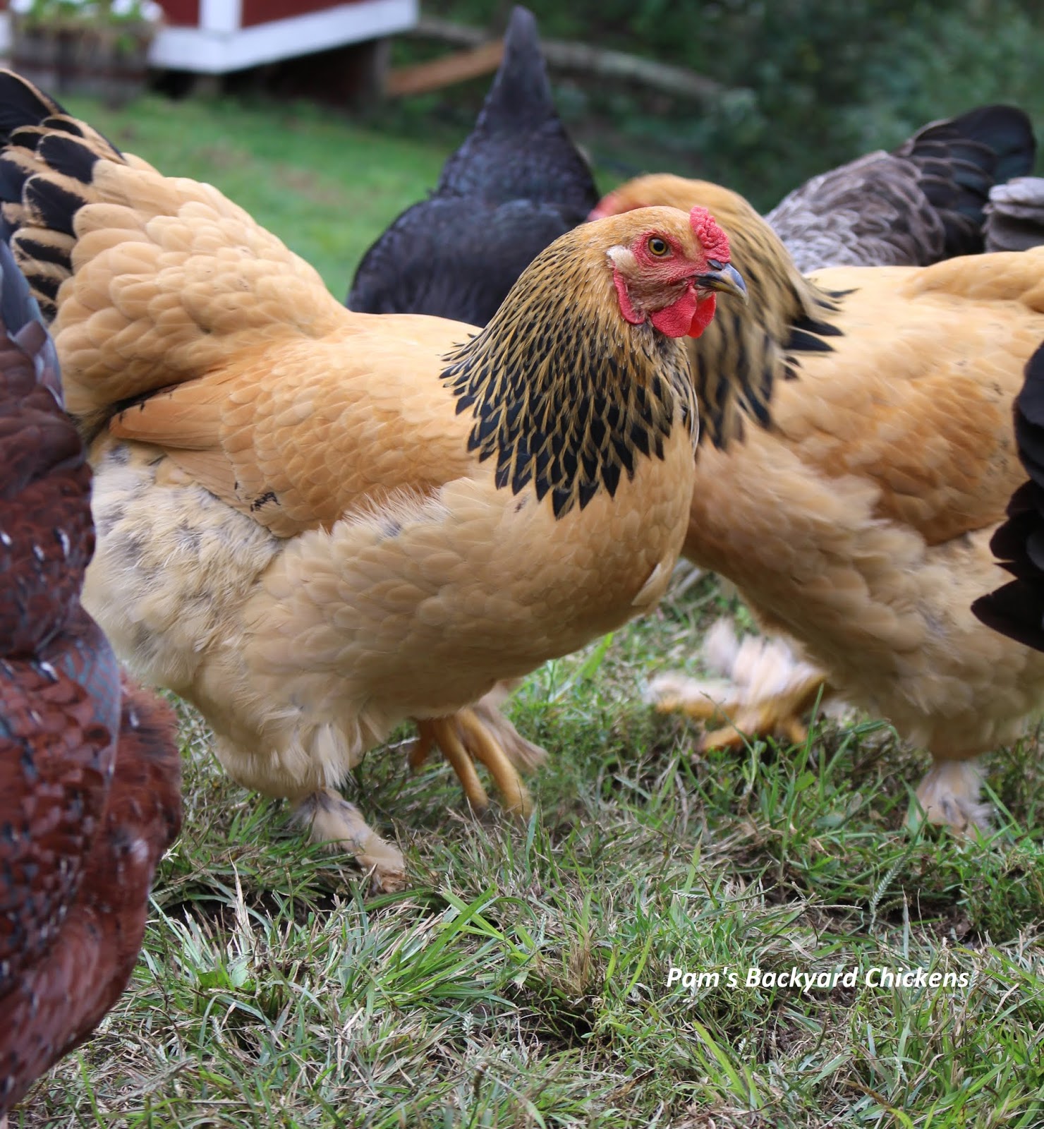 Pam's Backyard Chickens Best Backyard Chickens for Urban Areas