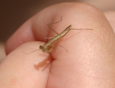 bir çocuğun elinde ufak yavru tenodera sinensis