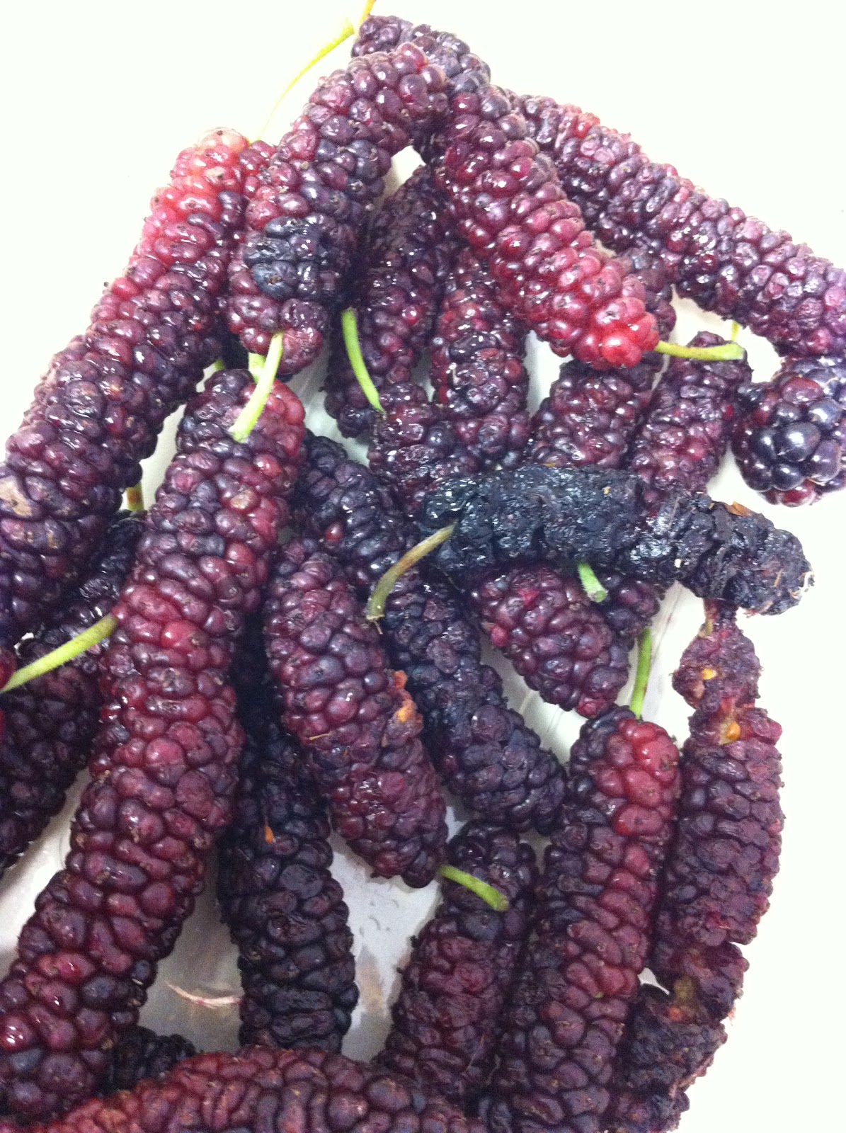 Let's go exploring! Brentwood Fruit Picking