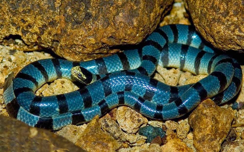As cobras mais venenosas Você realmente sabia? As cobras mais venenosas Você realmente sabia?