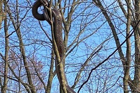 Large snake photographed in tree at Pittsburgh park Large snake photographed in tree at Pittsburgh park