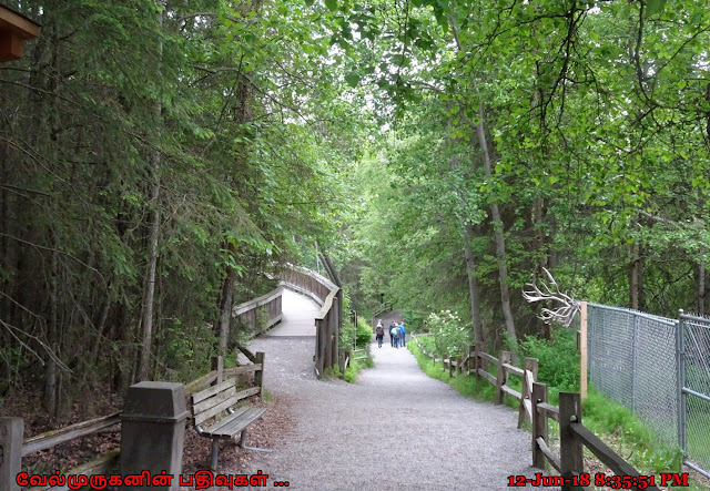 Alaska Zoo Trail Anchorage