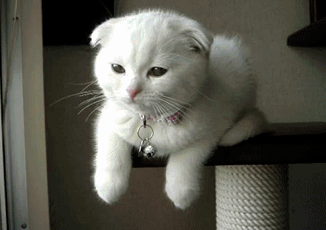 gatinho9.gif