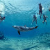 New Zealand prohibits guests from swimming with dolphins
