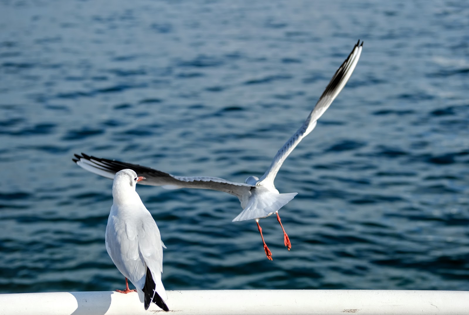 DSCF5170.JPG