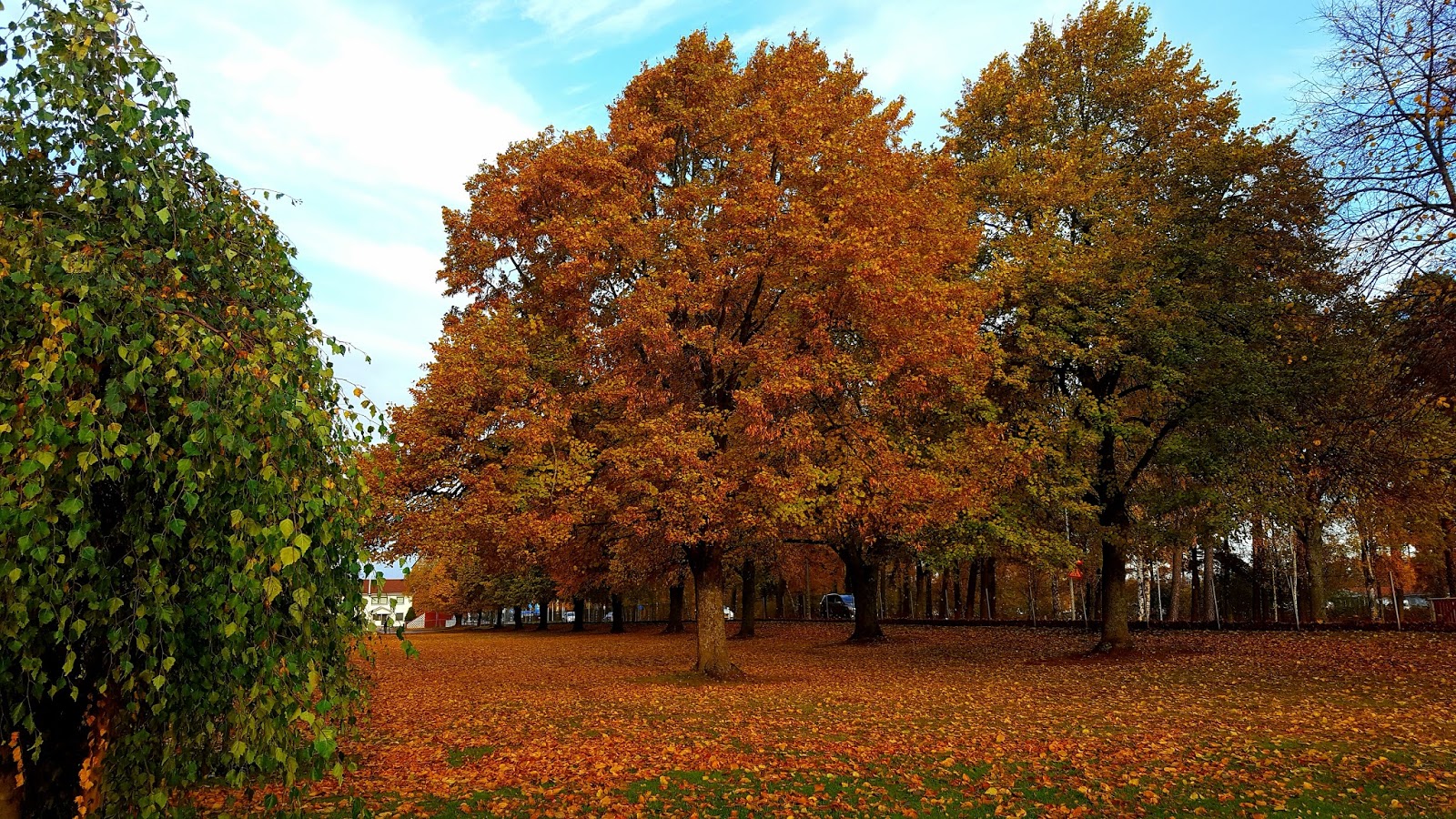 Geddfish : Höstbilder, fotvård och bandy