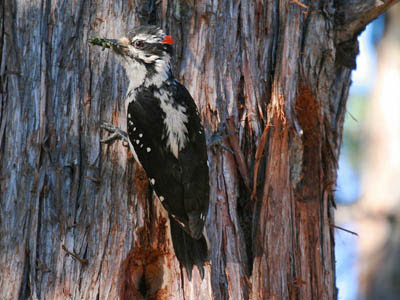 Photo of Hairy Woodpecker on tree trunk