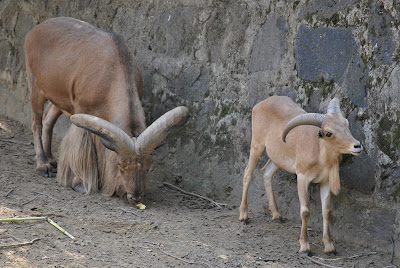 zoo Nyiregyhaza