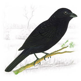 Pássaro Tiziu (Volatinia jacarina) Pássaro Tiziu (Volatinia jacarina)