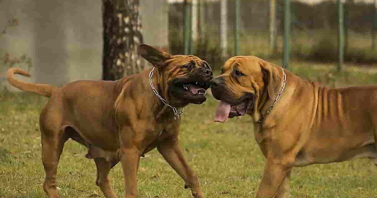 south african dog breeds list