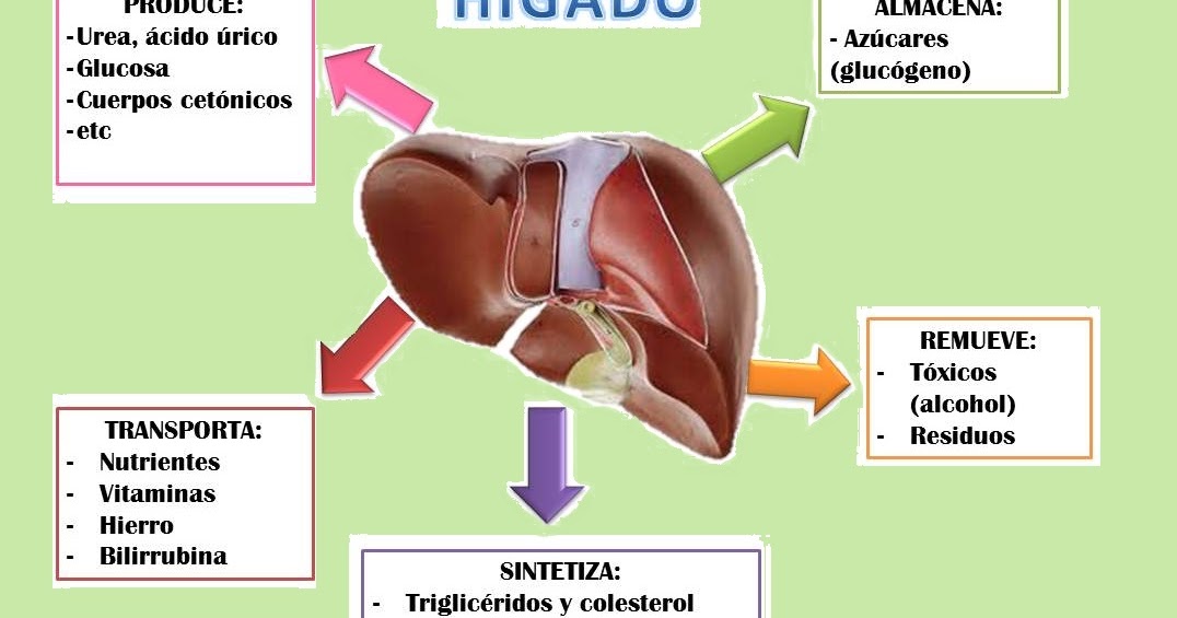 El Higado y Nuestra Salud