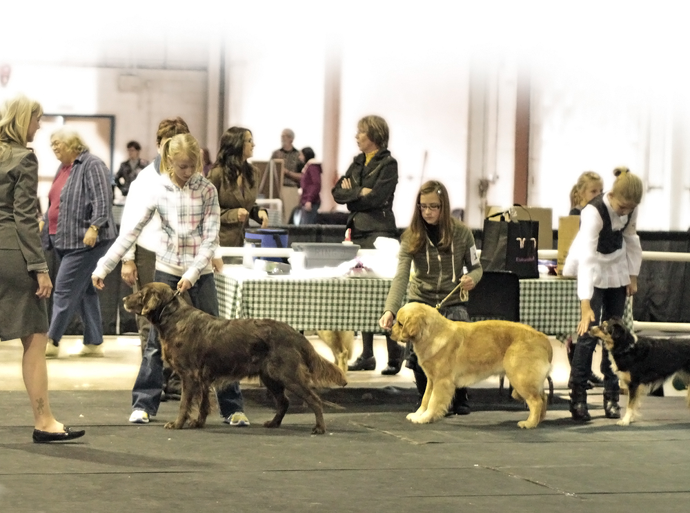 Blazingstar The Lethbridge Dog Show