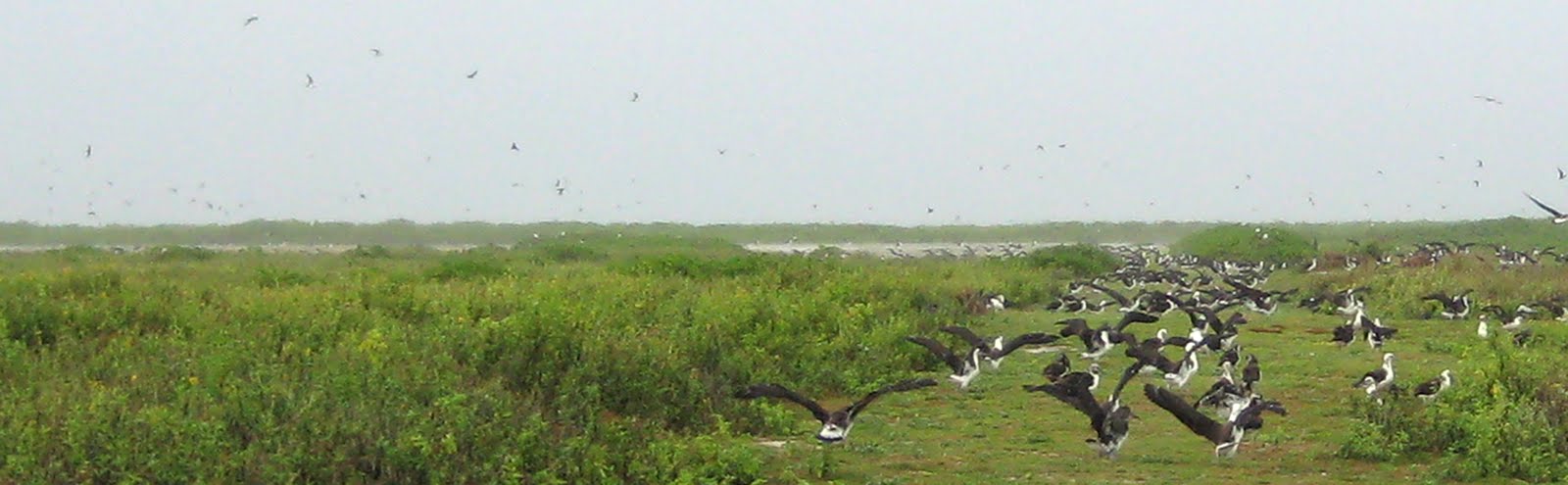 Kure Atoll Conservancy Introduction By Cynthia Vanderlip