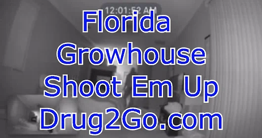 Video - Florida Growhouse Shoot Em Up