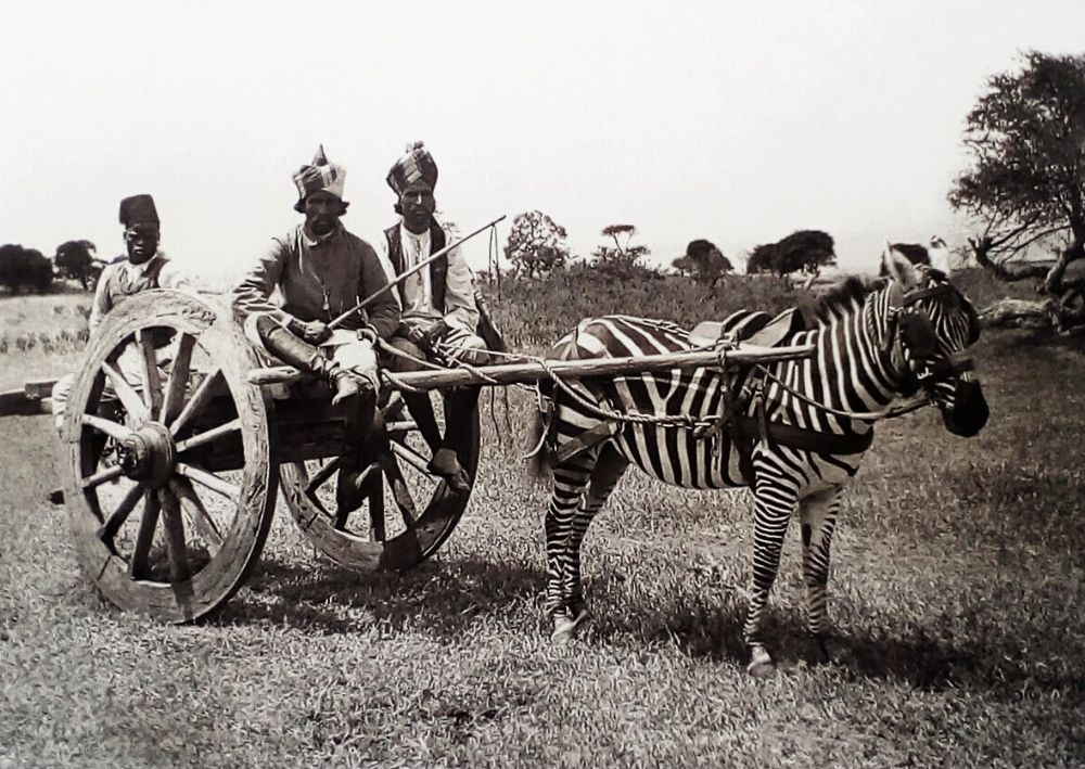 16 Vintage Photographs That Show People Riding Zebras From the Late 19th and Early 20th