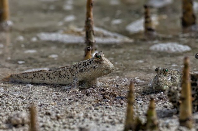 Which Creatures Take To The Mud?