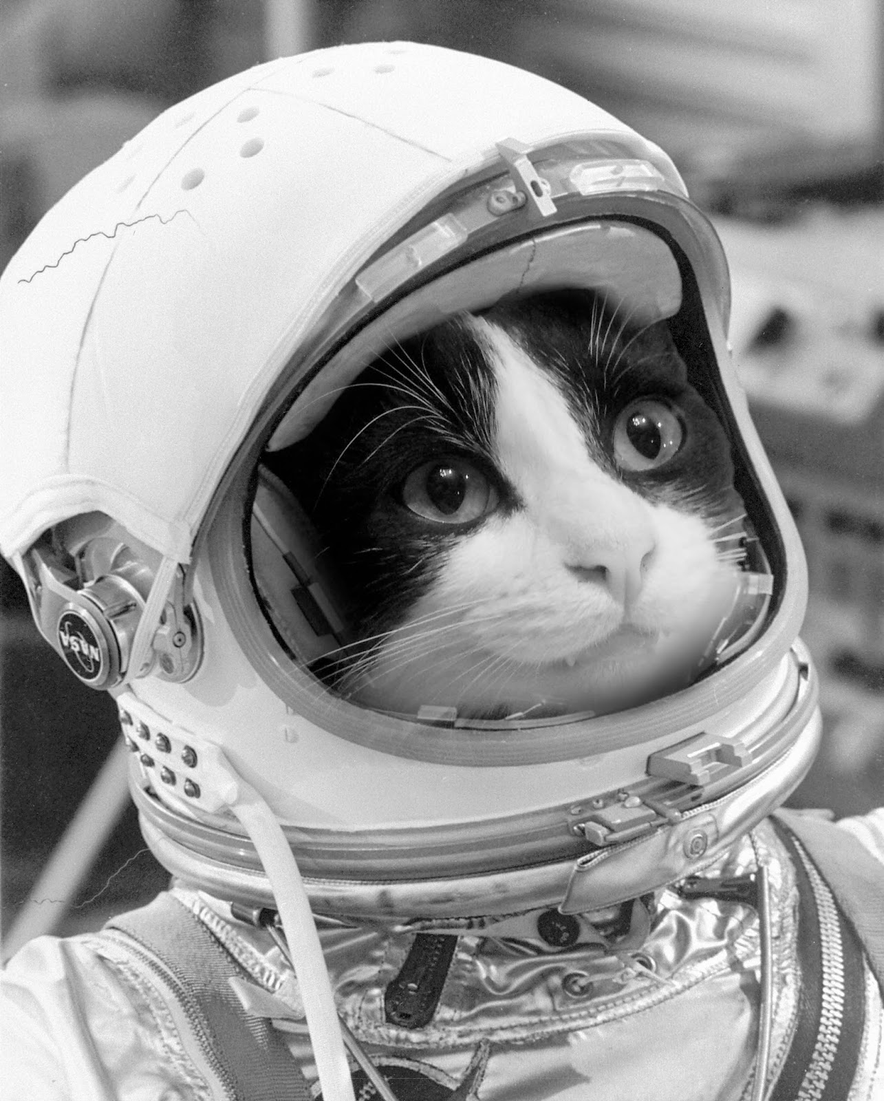 Кошка полетевшая в космос. Кошка Фелисетт в космосе. Первая кошка космонавт Фелисетт. Кот в скафандре. Космо коты.