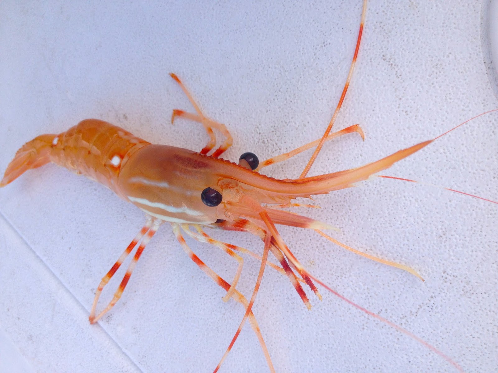 The Baked Alaska Project Shrimp Scampi with Squid Ink Pasta