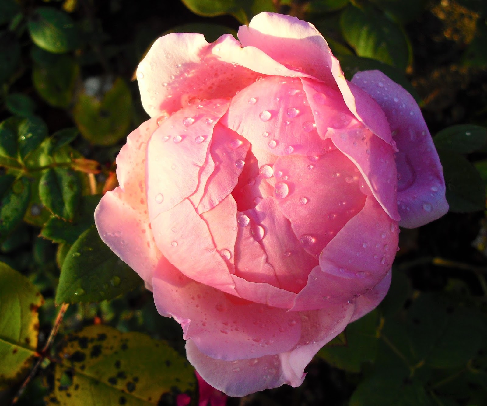 Les 52 Meilleures Images De Fleur Rose Rouge Fleur Rose Rouge