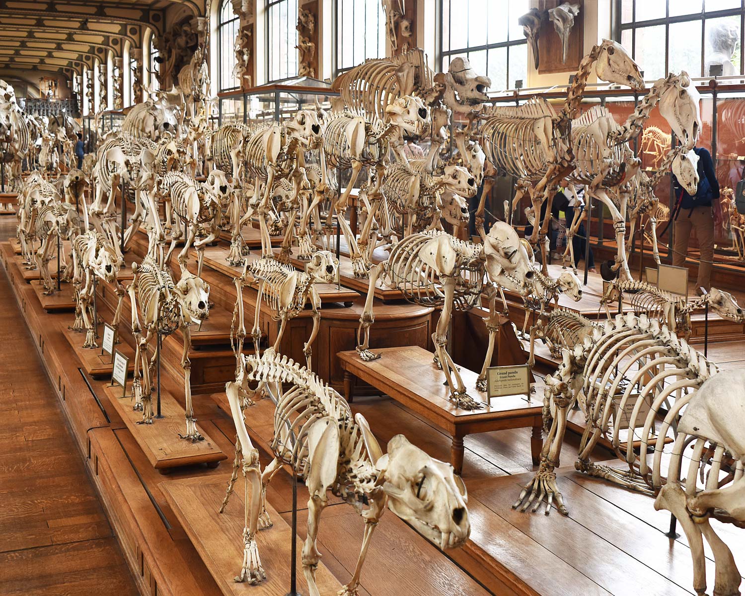 Paris Museum of Natural History