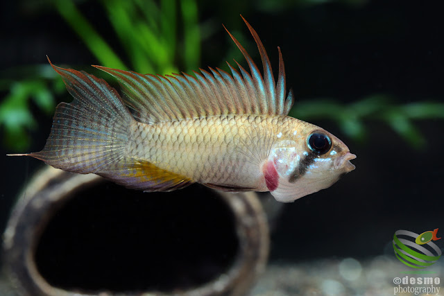 Apistogramma megaptera