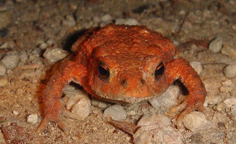 Reddish frog