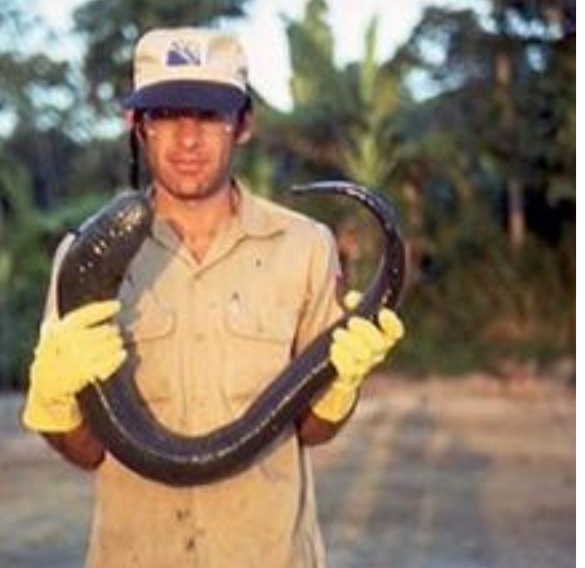 ثعابين بحرية في الأمازون تنتج 860 فولت 