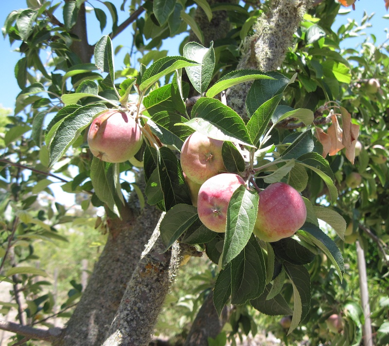 Our Apples on the Tree, 2014, © B. Radisavljevic