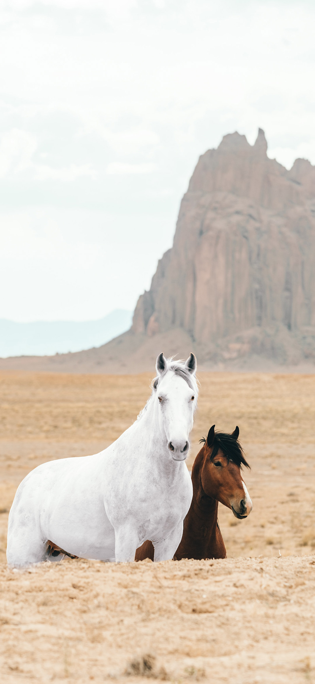 white-and-brown-horses-on-brown-field-wallpaper
