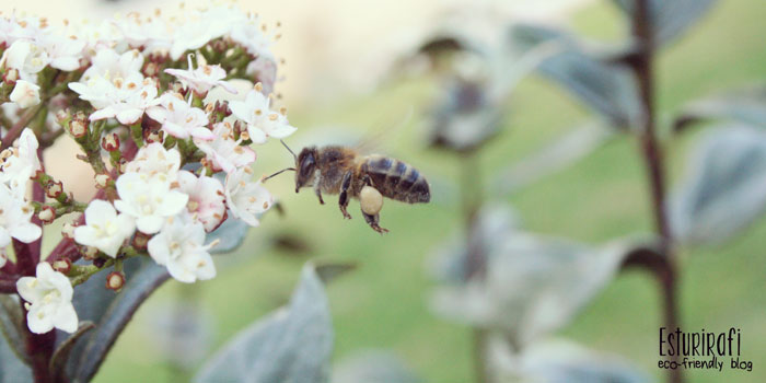 Salvemos a las abejas - Esturirafi. Fotografía de Rut Abraín (c)
