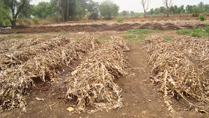 VERMICOMPOST BED