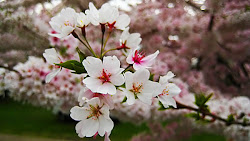 sakura flower blossom cherry blossoms japan flowers lung tree tai euphorbia fic deviantart close plant xeriscape ninjas garden ivory