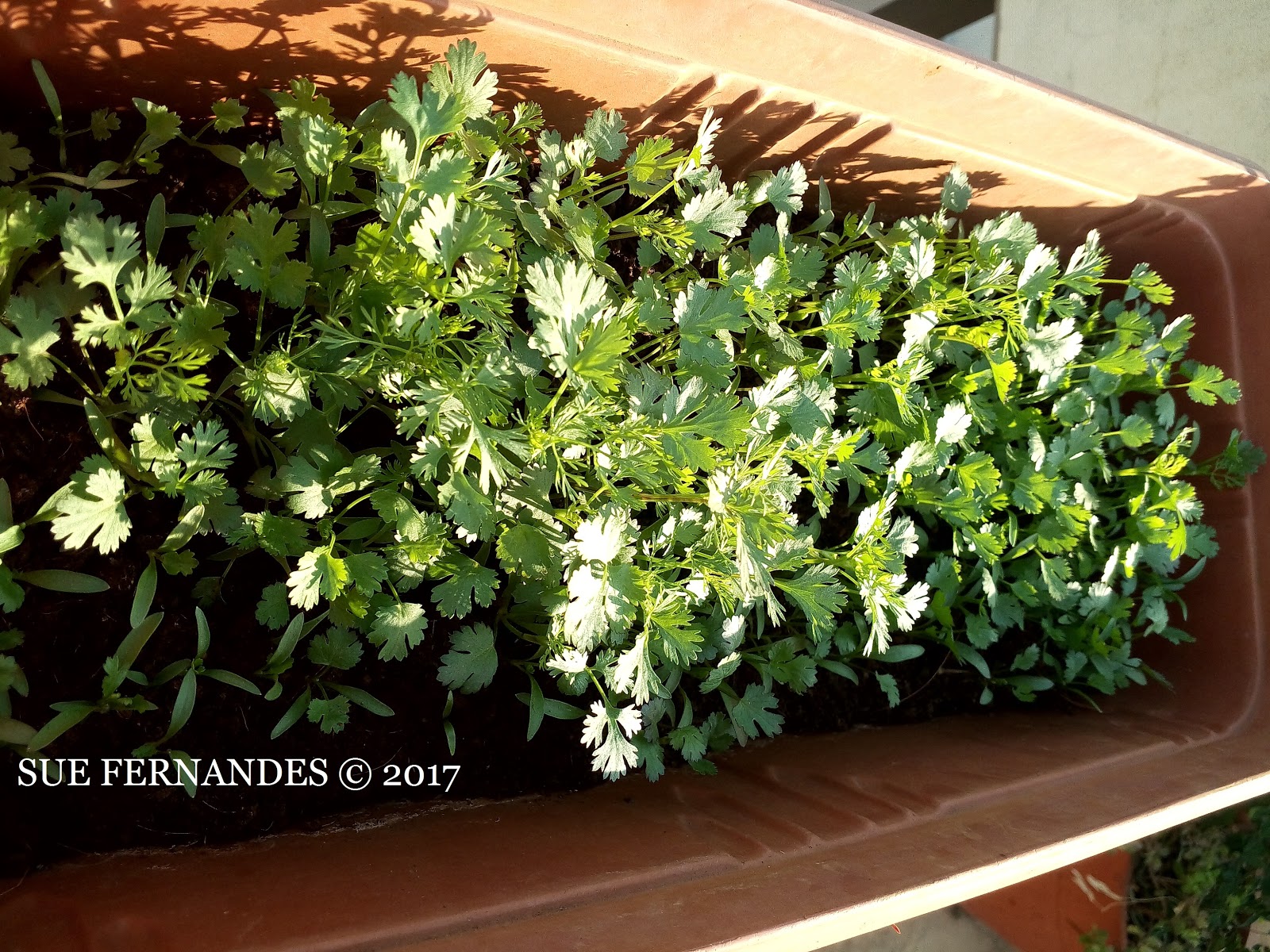 Plants Growing In My Potted Garden. How To Grow Cilantro Plants Growing In My Potted Garden. How To Grow Cilantro