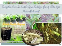 Terapkan Cara Ini Ketika Ingin Budidaya Garut, Jika Ingin Panen Melimpah!