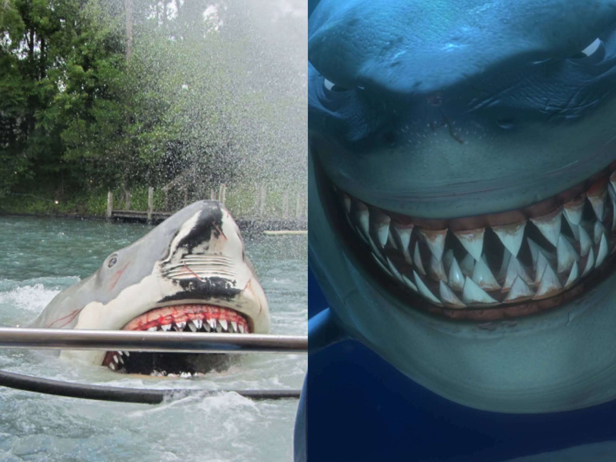 The Lasting Impact Of The Sharkbae Leak - ykjud2e
