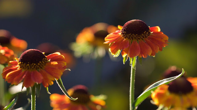 IPhone and Helenium table flowers wallpaper