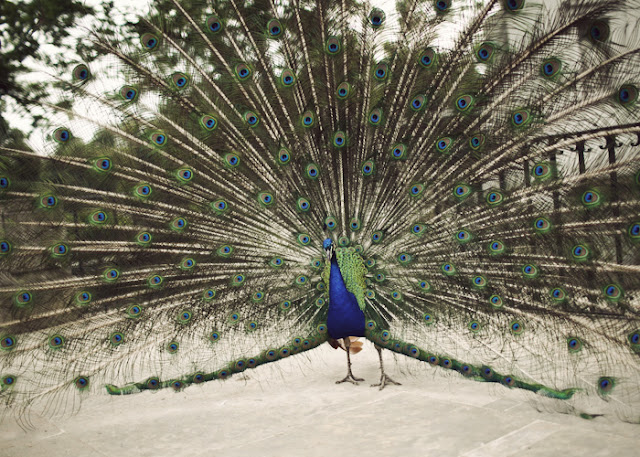 bird _ peacock