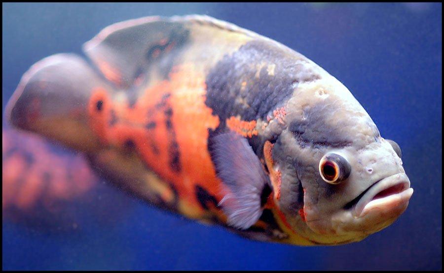 Largest oscar fish