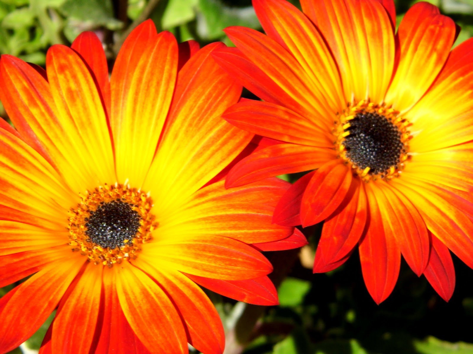 one-mother-hen-daisy-daisy-give-me-your-answer-do